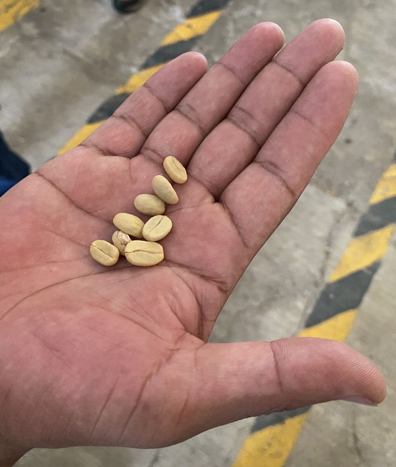 Granos de café verde beneficiado de Rocinante en la palma de la mano, previo al tueste.